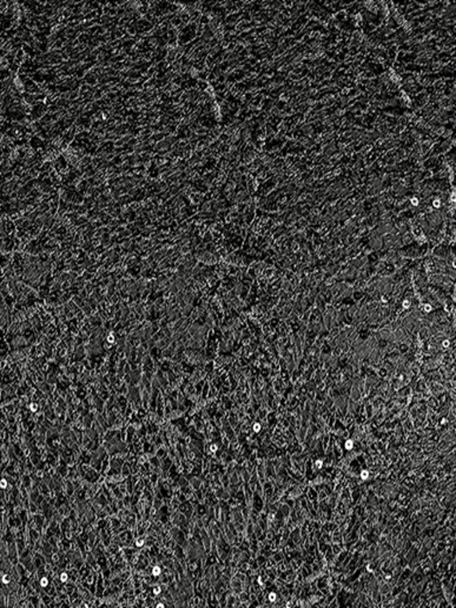 Color_polyester